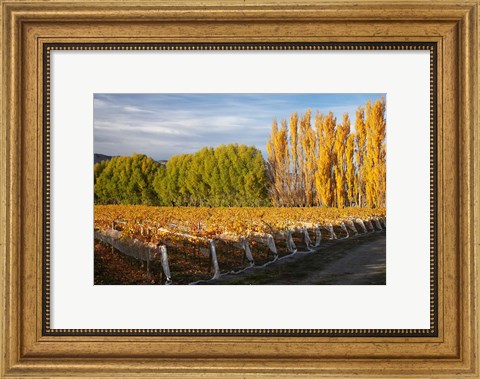 Framed Silver Tussock Vineyard, Central Otago, South Island, New Zealand Print