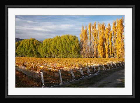 Framed Silver Tussock Vineyard, Central Otago, South Island, New Zealand Print