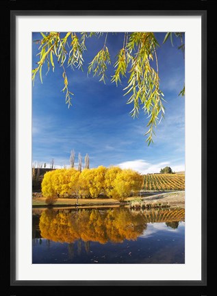 Framed Vineyard, Bannockburn Inlet, South Island, New Zealand Print