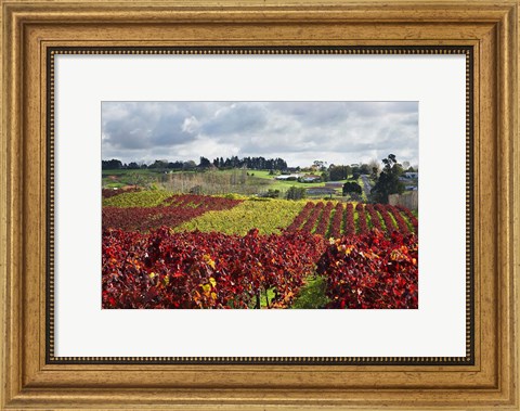 Framed Vineyard, Te Kauwhata, Waikato, North Island, New Zealand Print