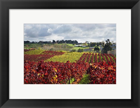 Framed Vineyard, Te Kauwhata, Waikato, North Island, New Zealand Print
