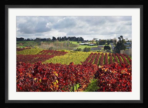 Framed Vineyard, Te Kauwhata, Waikato, North Island, New Zealand Print
