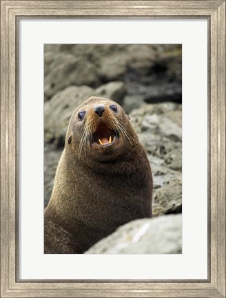 Framed Fur Seal, Kaikoura Coast, South Island, New Zealand Print