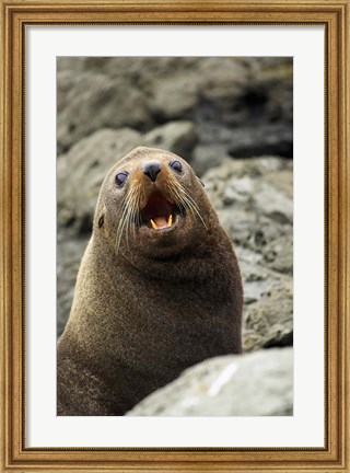 Framed Fur Seal, Kaikoura Coast, South Island, New Zealand Print
