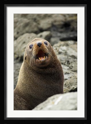 Framed Fur Seal, Kaikoura Coast, South Island, New Zealand Print