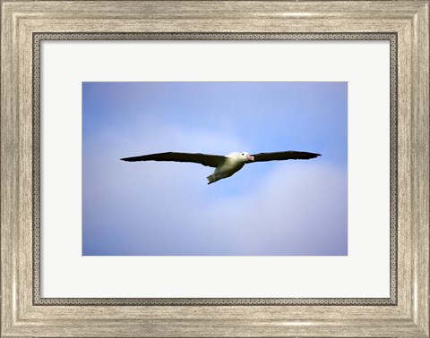 Framed Royal Albatross, Dunedin, South Island, New Zealand Print