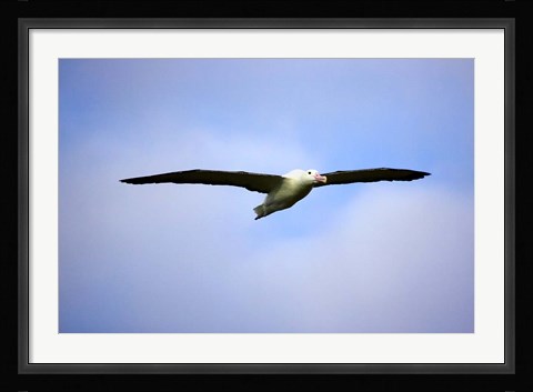 Framed Royal Albatross, Dunedin, South Island, New Zealand Print