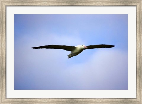 Framed Royal Albatross, Dunedin, South Island, New Zealand Print