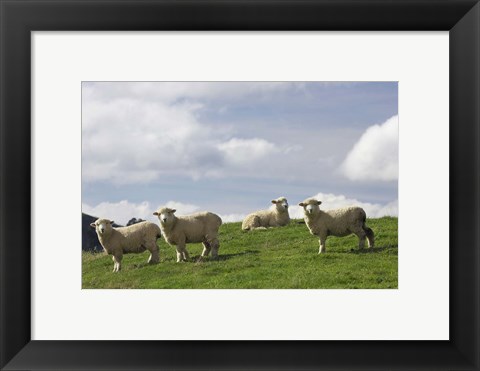 Framed Sheep And Farmland, Rangitikei District, Central North Island, New Zealand Print