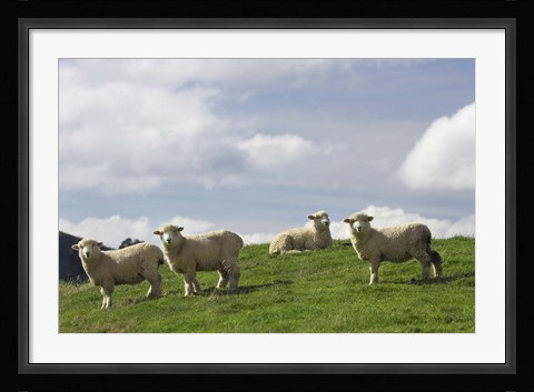 Framed Sheep And Farmland, Rangitikei District, Central North Island, New Zealand Print