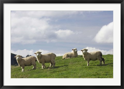 Framed Sheep And Farmland, Rangitikei District, Central North Island, New Zealand Print