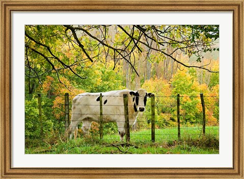 Framed Cow and Farmland, Taoroa Junction, Rangitikei, North Island, New Zealand Print
