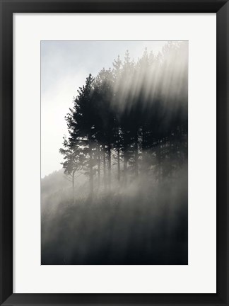 Framed Early Morning Mist and Trees, State Highway 4 near Wanganui, North Island, New Zealand Print