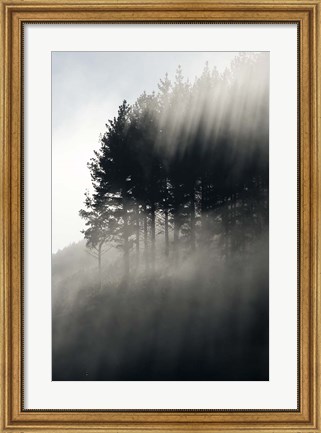 Framed Early Morning Mist and Trees, State Highway 4 near Wanganui, North Island, New Zealand Print
