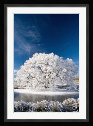 Framed Hoar Frost on Willow Tree, near Omakau, Central Otago, South Island, New Zealand Print