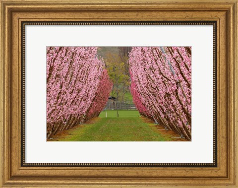 Framed Orchard in Spring, Cromwell, Central Otago, South Island, New Zealand Print