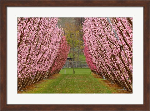 Framed Orchard in Spring, Cromwell, Central Otago, South Island, New Zealand Print