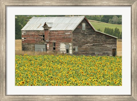 Framed Sunflowers and Old Barn, near Oamaru, North Otago, South Island, New Zealand Print