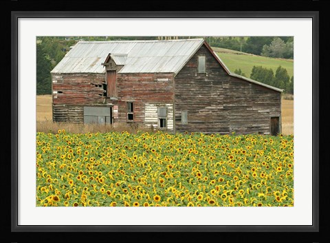 Framed Sunflowers and Old Barn, near Oamaru, North Otago, South Island, New Zealand Print