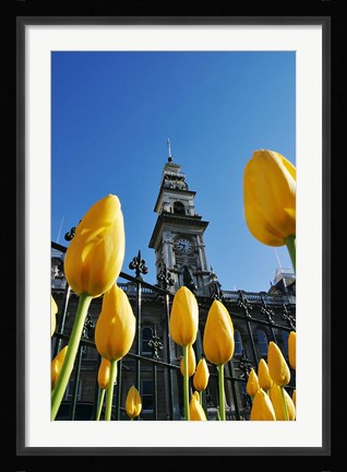 Framed Tulips and Municipal Chambers Clocktower, Octagon, Dunedin, New Zealand Print