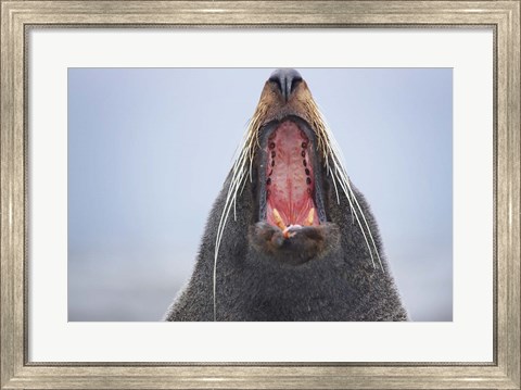 Framed New Zealand Fur Seal, Kaikoura Peninsula, New Zealand Print