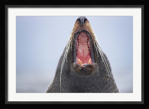 Framed New Zealand Fur Seal, Kaikoura Peninsula, New Zealand Print