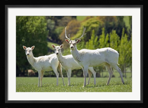 Framed White Fallow Deer, near Queenstown, Otago, South Island, New Zealand Print