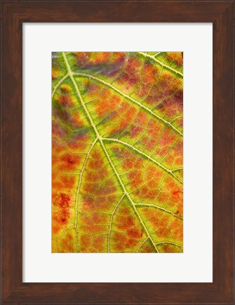 Framed Autumn, Domain Road Vineyard, South Island, New Zealand Print