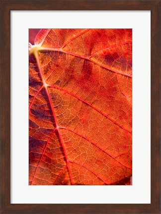 Framed Autumn leaf, Domain Road Vineyard, South Island, New Zealand Print