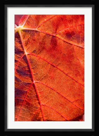 Framed Autumn leaf, Domain Road Vineyard, South Island, New Zealand Print