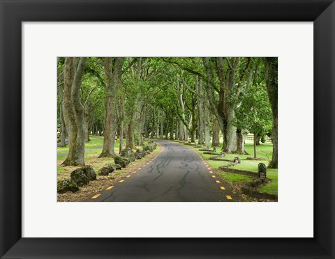 Framed Twin Oaks Drive, Paths, North Island, New Zealand Print