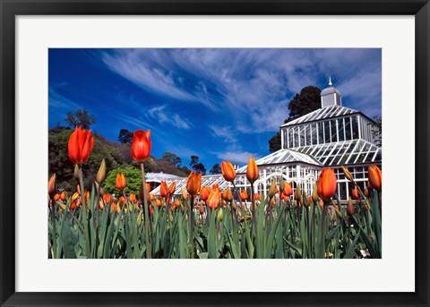 Framed Winter Garden, Botanic Gardens, Dunedin, New Zealand Print