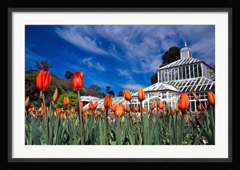 Framed Winter Garden, Botanic Gardens, Dunedin, New Zealand Print