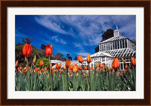 Framed Winter Garden, Botanic Gardens, Dunedin, New Zealand Print