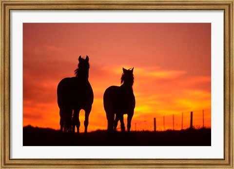 Framed Horses at Sunset near Ranfurly, Maniototo, Central Otago Print