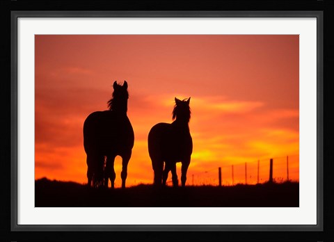 Framed Horses at Sunset near Ranfurly, Maniototo, Central Otago Print