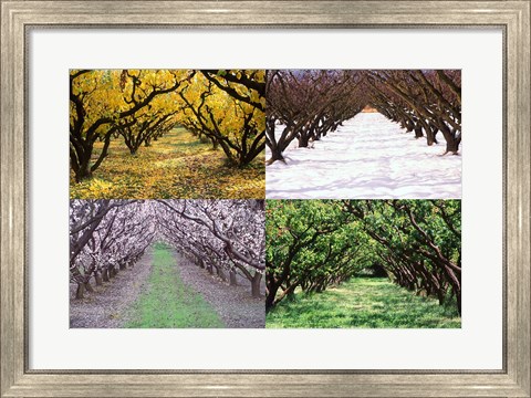 Framed Orchard through the Seasons, Central Otago, South Island, New Zealand Print