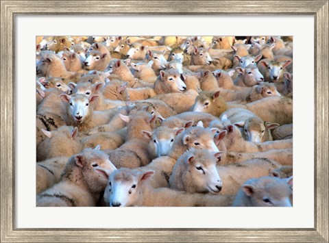 Framed Mob of Sheep in Yard Print