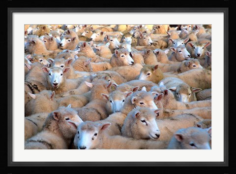 Framed Mob of Sheep in Yard Print