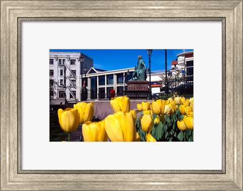 Framed Yellow tulips, Octagon, Dunedin, New Zealand Print