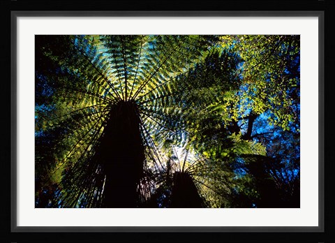 Framed Tree Ferns, Catlins, South Island, New Zealand Print