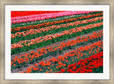 Framed Tulip Fields, Tapanui, Southland, New Zealand Print
