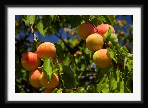 Framed Agriculture, Apricot orchard, South Island, New Zealand Print