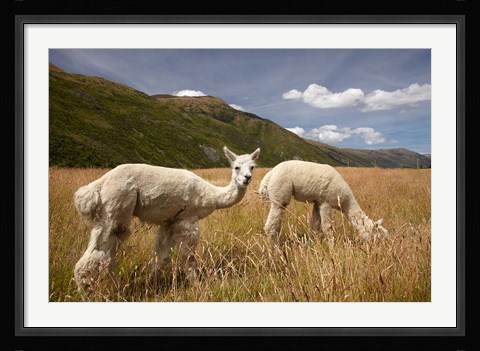 Framed Alpacas by Gibbston River Trail, Gibbston Valley, Southern Lakes District, South Island, New Zealand Print
