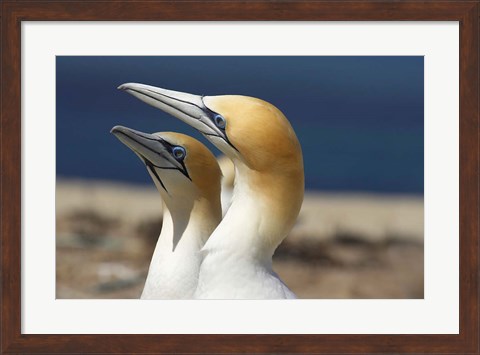 Framed Australasian Gannet tropical bird, Hawkes Bay New Zealand Print