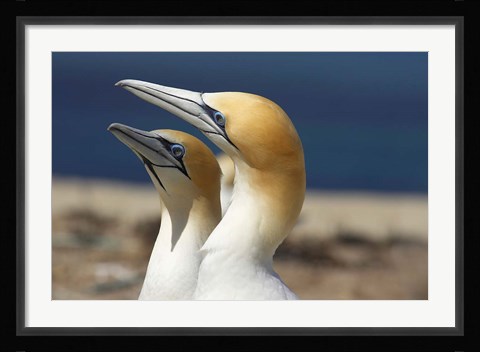 Framed Australasian Gannet tropical bird, Hawkes Bay New Zealand Print