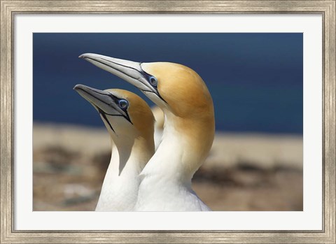 Framed Australasian Gannet tropical bird, Hawkes Bay New Zealand Print