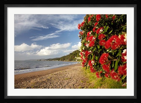 Framed Beach, Pohutukawa, Thornton Bay, No Island, New Zealand Print
