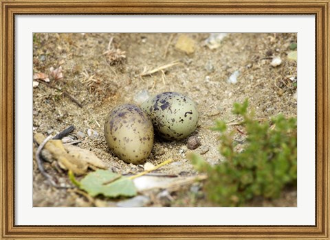 Framed Black-Fronted Tern eggs, South Island, New Zealand Print