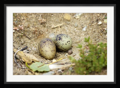 Framed Black-Fronted Tern eggs, South Island, New Zealand Print